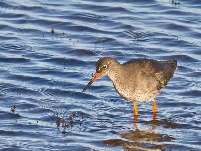 Redshank