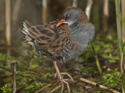 Water Rail