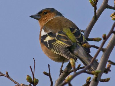 Chaffinch
