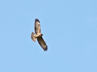 Common Buzzard