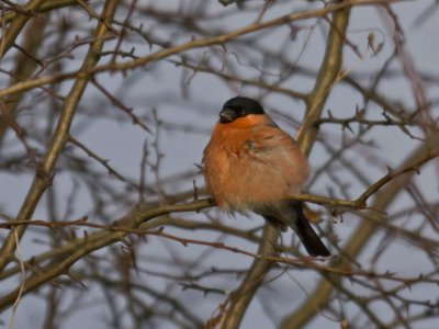 Bullfinch male
