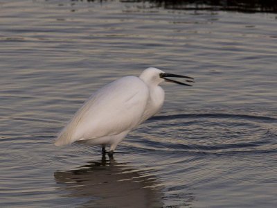 Little Egret feeding on shrimp