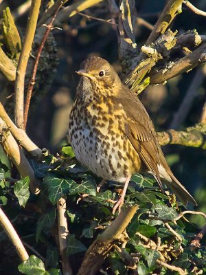 Song Thrush