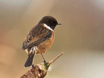 Stonechat male