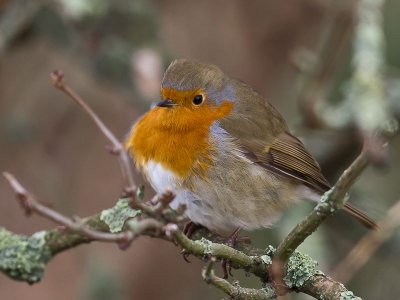 Robin