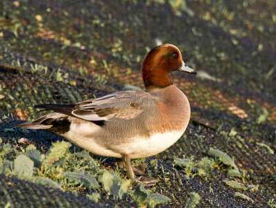 Wigeon male
