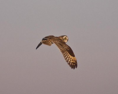 Short-eared Owl
