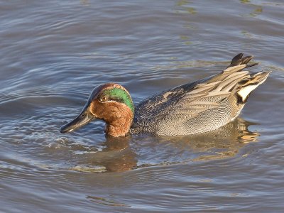 Teal male