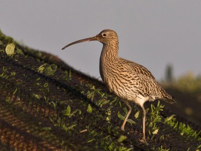 Curlew