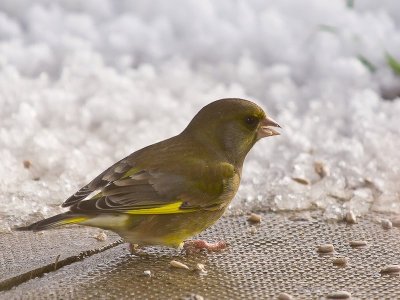 Greenfinch male