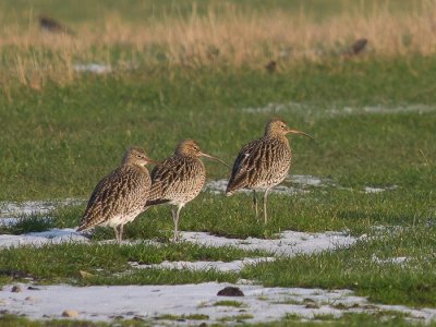 Curlew