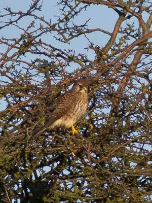 Kestrel female