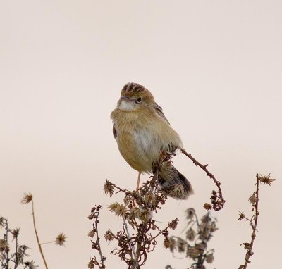 Grasshopper Warbler