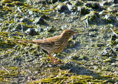 Meadow Pipit