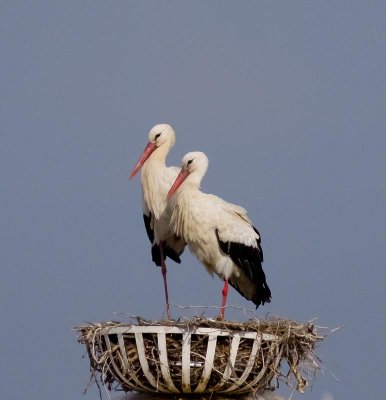 White Stork