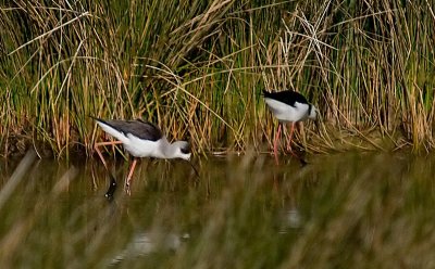 Black winged Stilt