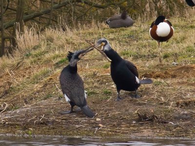 Cormorant Bonding