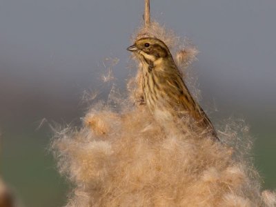 Reed Bunting female