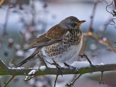 Fieldfare