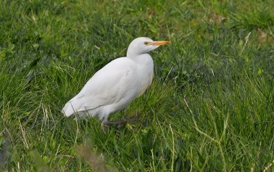 Cattle Egret