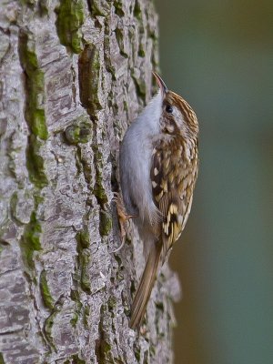Treecreeper
