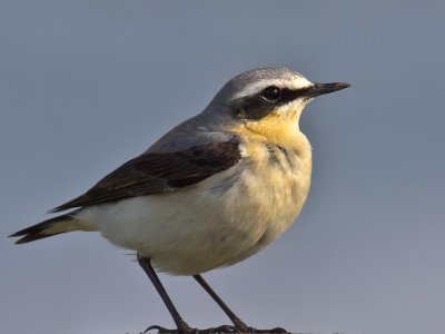 Wheatear male