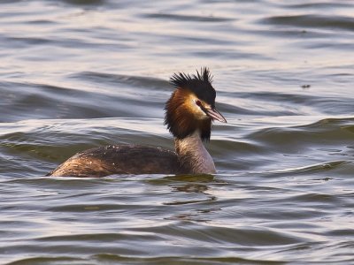 Great crested Grebe