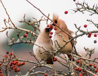 Waxwing bonding