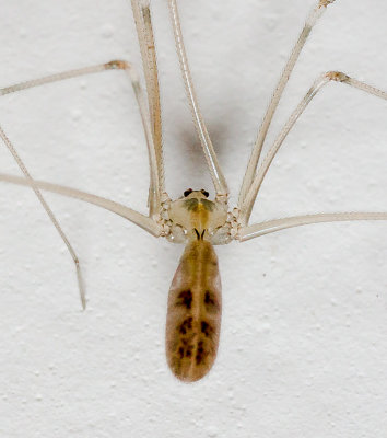 Daddy Long Legs Spider
