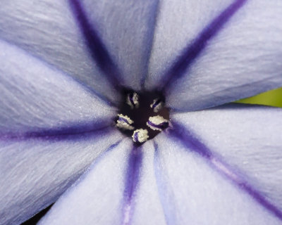 Plumbago