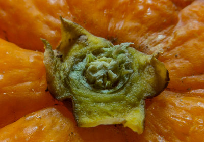 Satsuma stalk