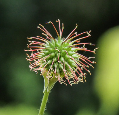 Wood Avens seed head