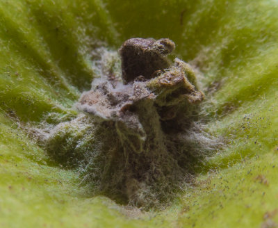 Apple stalk