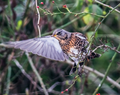 Fieldfare