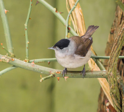 Blackcap