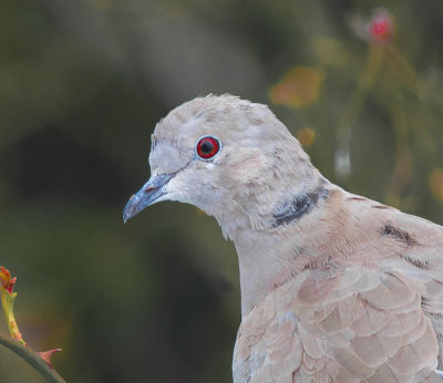 Collared Dove