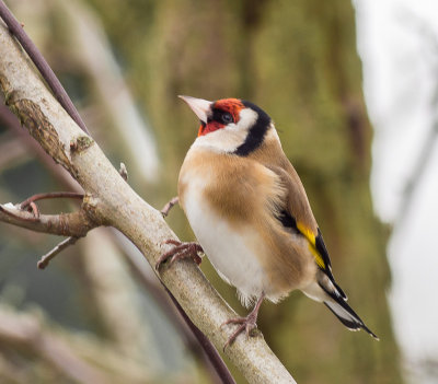 Goldfinch