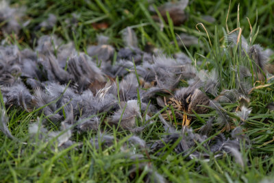 Sparrowhawk 1, Fieldfare 0!
