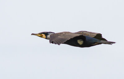 Cormorant (sinensis)