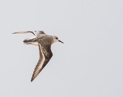 Sanderling