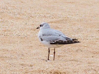 Mediterranean Gull
