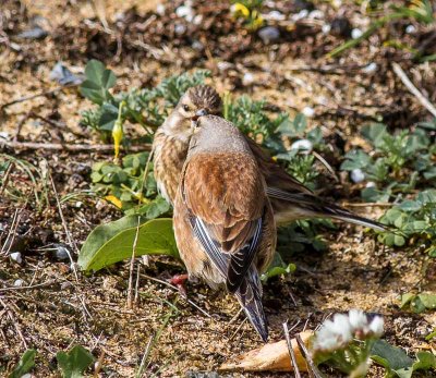 Linnets, pair-bonding