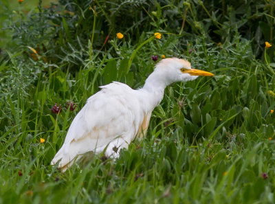 Cattle Egret