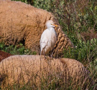 Cattle Egret
