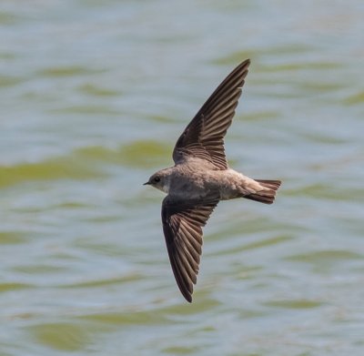 Crag Martin