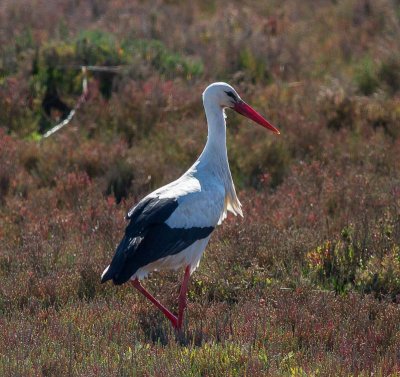 White Stork