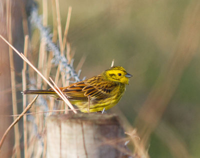 Male Yellowhammer