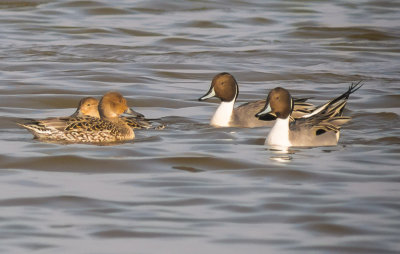 Pintail drakes and ducks