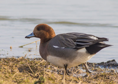 Male Wigeon