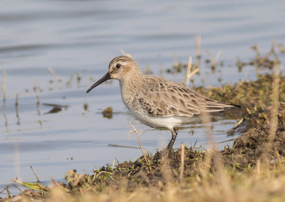 Dunlin
